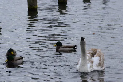 DSC_0520 (Large).JPG